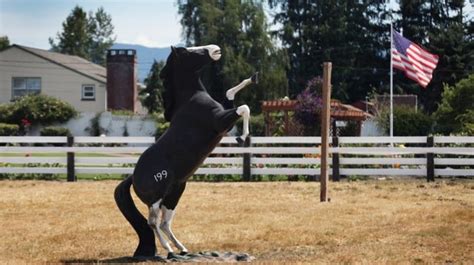 enumclaw horse incident|Man in infamous Enumclaw horse